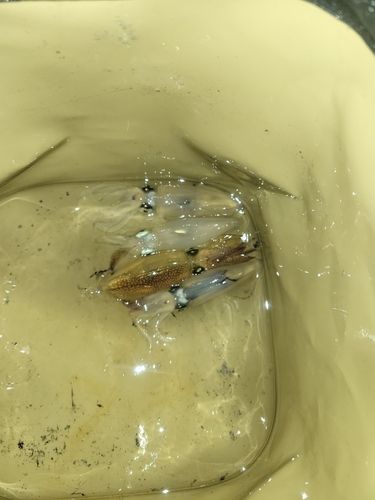マメイカの釣果