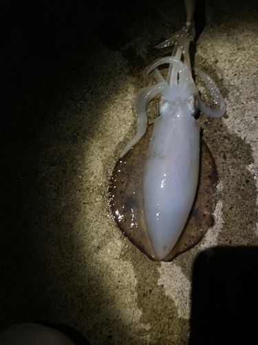 釣果