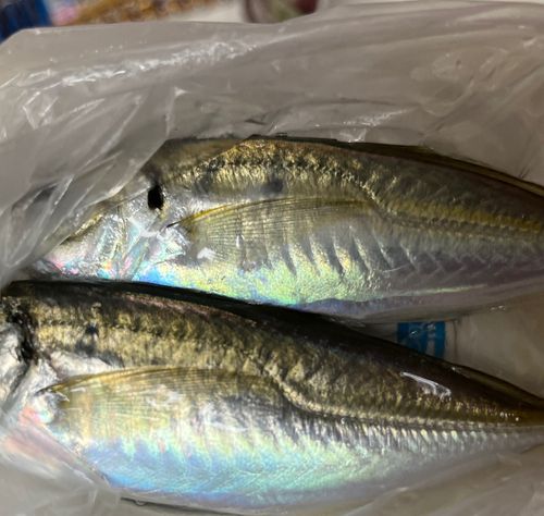 表浜名湖