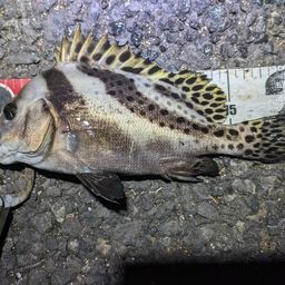 コショウダイ