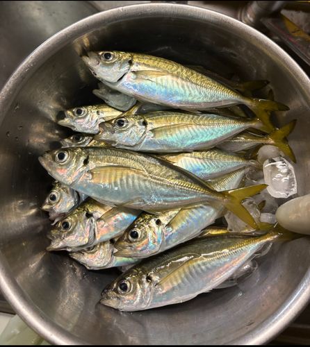 豊浜漁港
