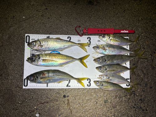 マアジの釣果