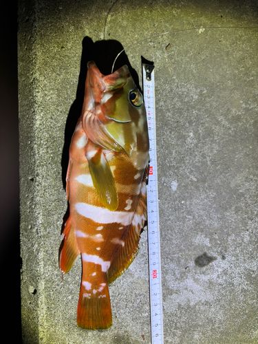 アカハタの釣果