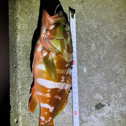 アカハタ