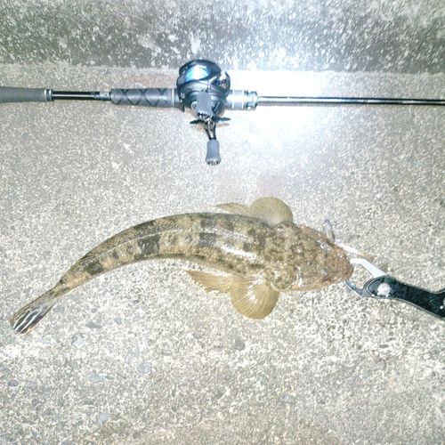 マゴチの釣果