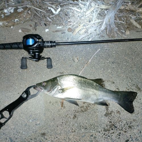 ヒラスズキの釣果