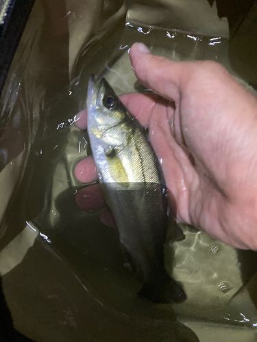 根岸湾