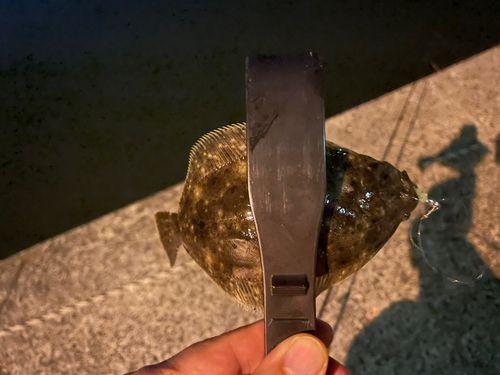 ヒラメの釣果