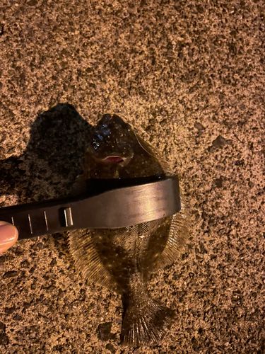 ヒラメの釣果