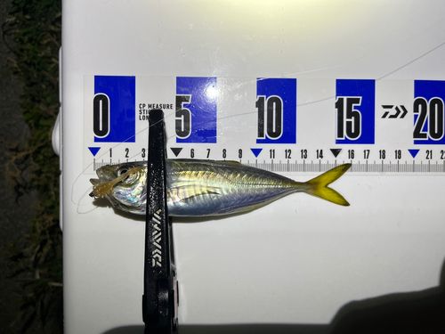 マアジの釣果