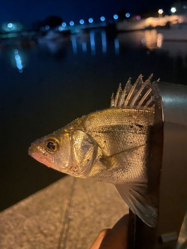 セイゴ（マルスズキ）の釣果