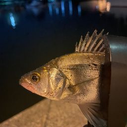 セイゴ(ヒラスズキ)