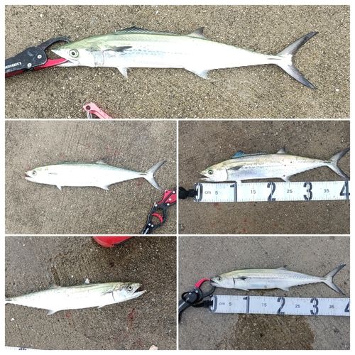 サゴシの釣果
