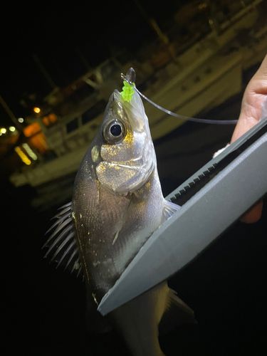 セイゴ（マルスズキ）の釣果