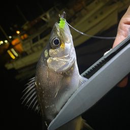 セイゴ(ヒラスズキ)