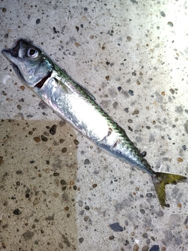 マサバの釣果