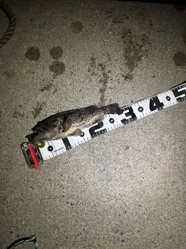 クロソイの釣果