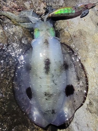 男鹿半島