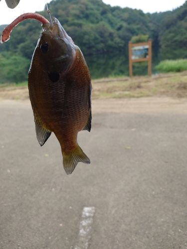 ブルーギルの釣果