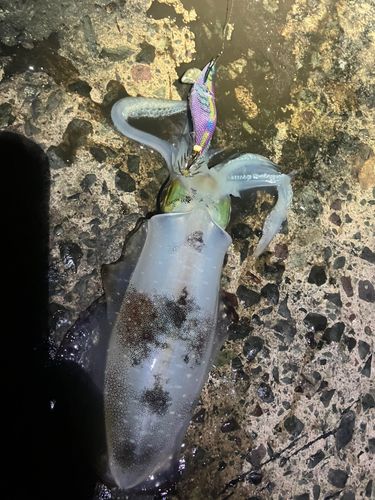 アオリイカの釣果