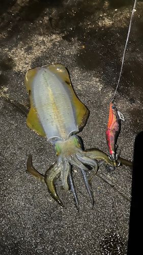 アオリイカの釣果