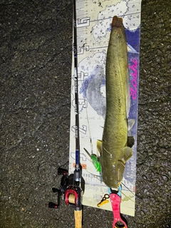 マナマズの釣果