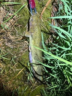 マナマズの釣果