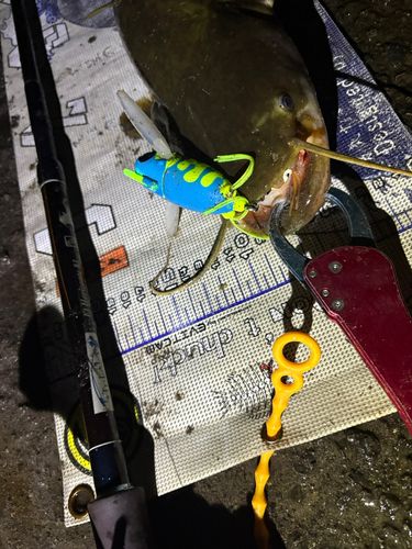 マナマズの釣果