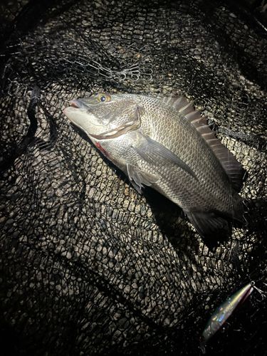 旧江戸川河口