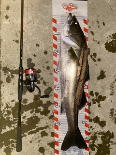 シーバスの釣果
