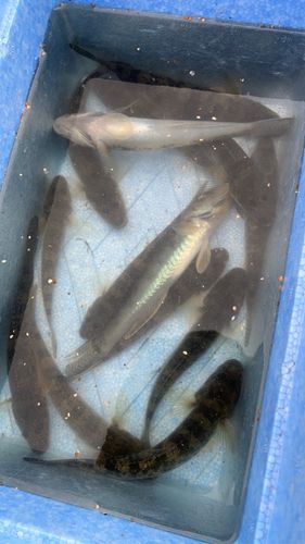 涸沼