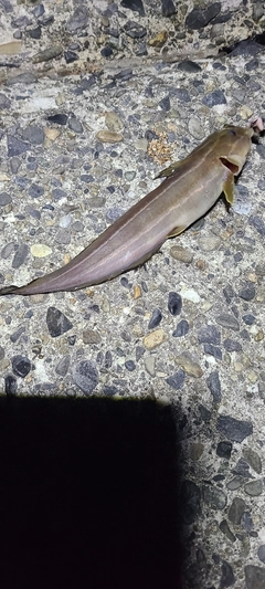 ゴンズイの釣果