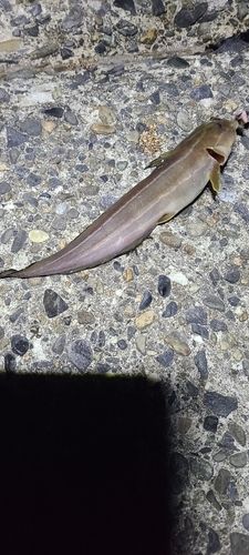 ゴンズイの釣果