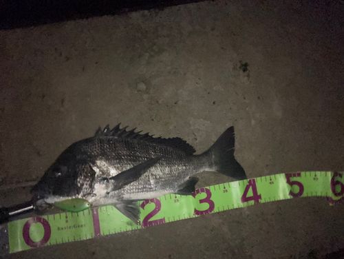 チヌの釣果