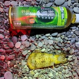 アオリイカ
