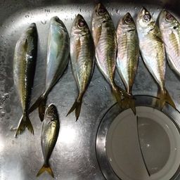 アジ