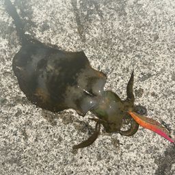 アオリイカ