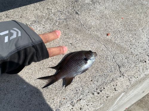 スズメダイの釣果