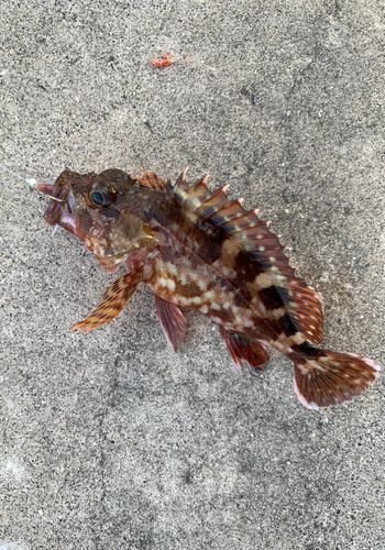 カサゴの釣果