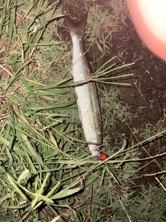 アカカマスの釣果