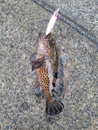 ノミノクチの釣果
