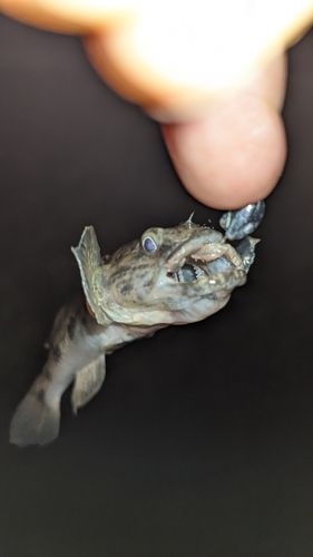 ウロハゼの釣果