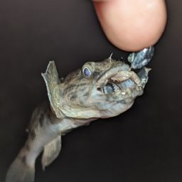 ウロハゼ