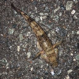ウロハゼ