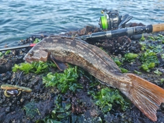 アイナメの釣果