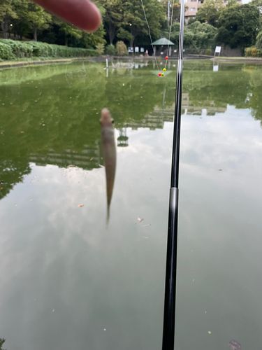 クチボソの釣果