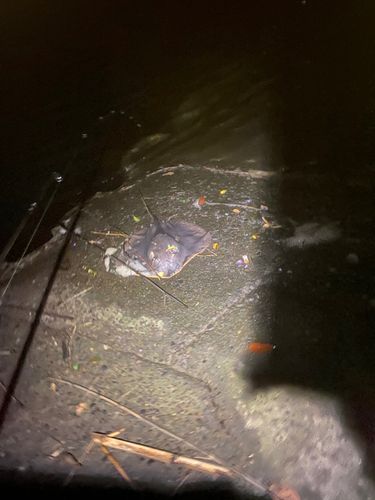 アカエイの釣果
