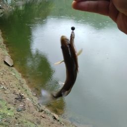 ブラックバス