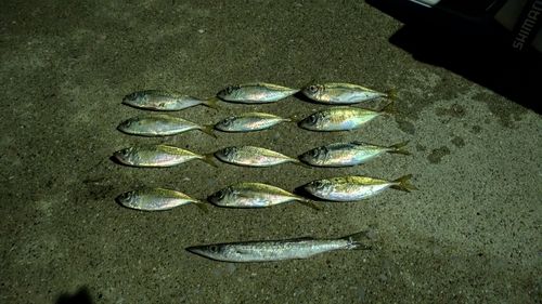 アジの釣果
