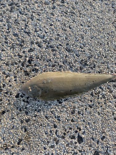 シタビラメの釣果